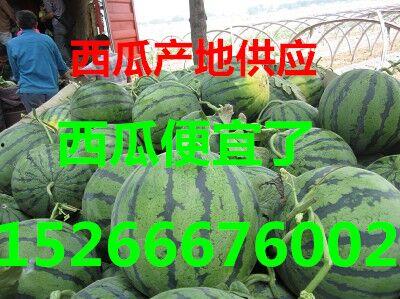 苏州今日瓜价格最新行情,新鲜上市，价格波动一览