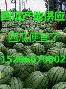 宁夏瓜产地今日行情价格,今日行情价格一览”