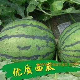 陕西乳瓜今日行情价格