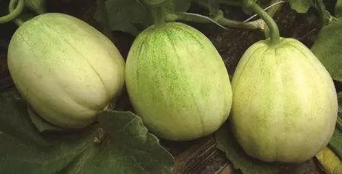 昆明小圆瓜今日价格查询,昆明小圆瓜今日价格行情分析