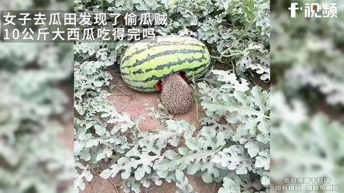 热门大瓜必吃大瓜,必吃大瓜盘点