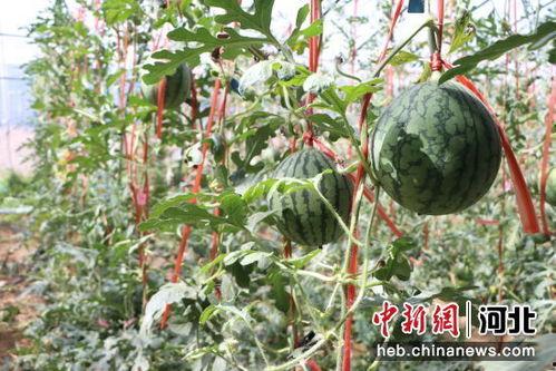青州小吊瓜今日价格,价格行情一览”