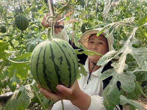 海南小吊瓜今日价格,价格行情一览”