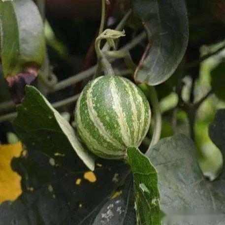 王瓜生今日照片,岁月如歌，风采依旧