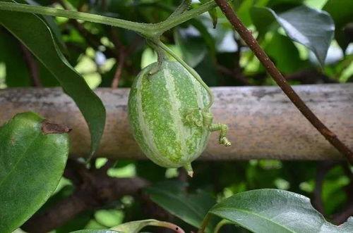 王瓜生今日照片,岁月如歌，风采依旧