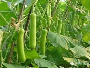 湖北今日瓠瓜行情走势,今日走势分析及预测