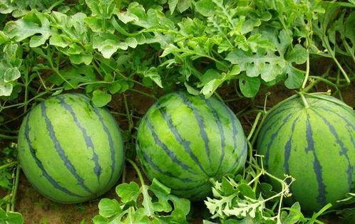 抖音比较热门的瓜