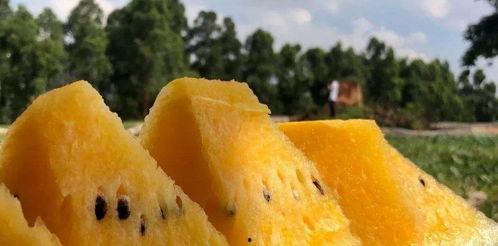 恩施热门大瓜,揭秘当地热门事件背后的真相