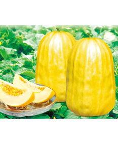 今日八方瓜价格,市场行情一览”