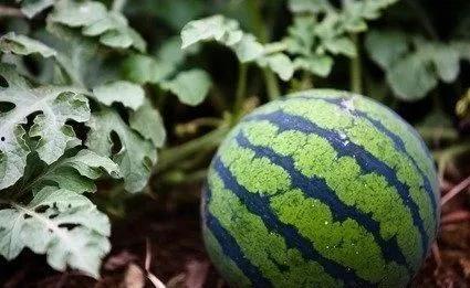 最近学校热门瓜,揭秘近期校园热门瓜之真相揭晓