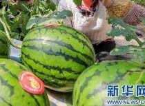 911爆料最新消息今日吃瓜,今日吃瓜大揭秘，真相令人震惊！