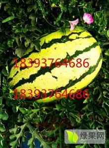 新疆硒砂瓜今日价格,品质之选，价格实况揭晓