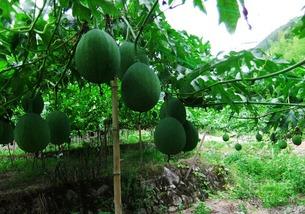 天仙市场吊瓜今日价格,今日天仙市场吊瓜价格行情一览
