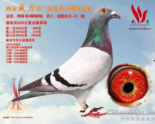 今日网纹瓜出棚价,市场行情一览