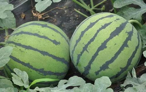 瓢瓜今日价格最新行情,价格波动解析与市场趋势洞察