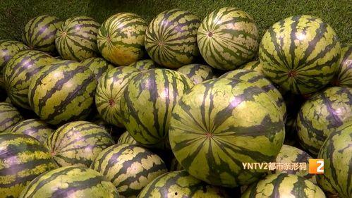 云南芒市麒麟瓜今日价位,价格行情一览