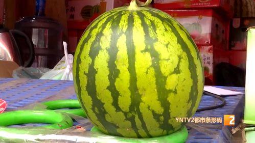 云南芒市麒麟瓜今日价位,价格行情一览