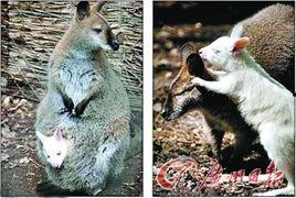 明星网红小袋鼠,网红明星的崛起之路