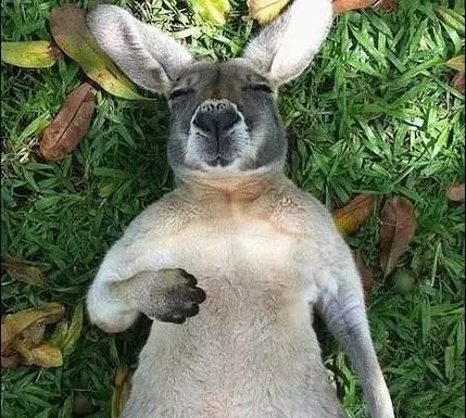 明星网红小袋鼠,网红明星的崛起之路