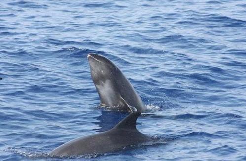 今日头条瓜头鲸,揭秘海洋中的神秘巨兽