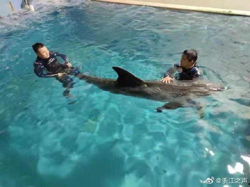 今日头条瓜头鲸,揭秘海洋中的神秘巨兽