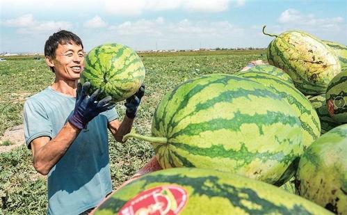 兰州瓜地今日新闻,瓜香四溢，硕果累累