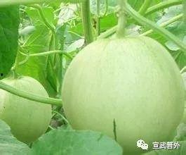 热门摘瓜音乐叫什么名字,旋律动人，夏日炎炎中的清凉之声