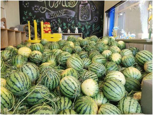 今日辛集吃瓜视频最新,揭秘今日热门事件幕后真相