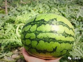 今日辛集吃瓜视频最新,揭秘今日热门事件幕后真相