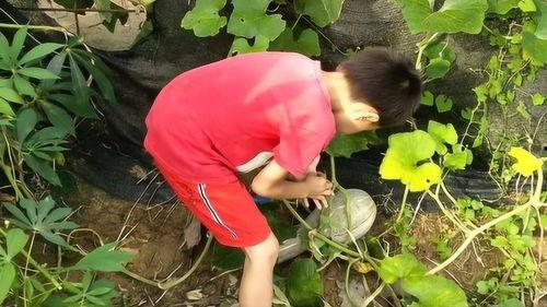 瓜嫂热门大瓜,娱乐圈最新热门大瓜事件深度解析