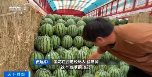 今日兰瓜价格最新行情,最新行情解析与市场趋势洞察”