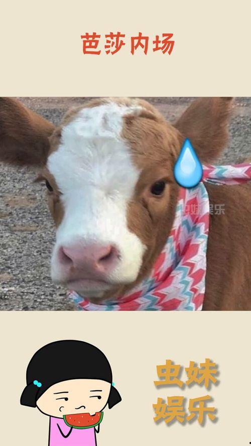 抖音吃瓜婴儿热门事件,揭秘网络热点的背后真相