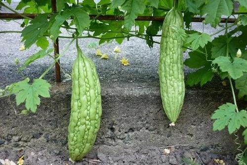 今日吃瓜上不去了,网络拥堵背后的真相揭秘